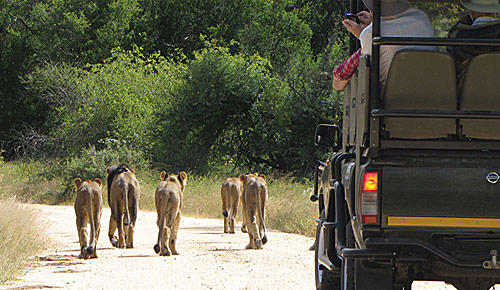 Game drives with Kruger Park Safaris.